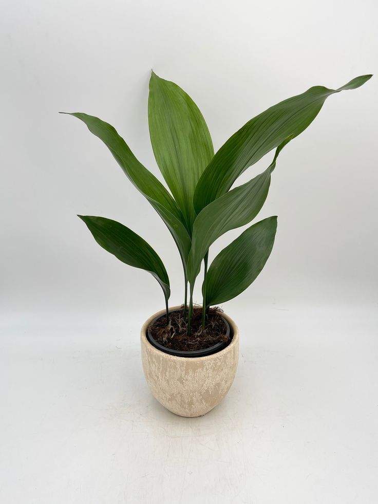 Cast Iron Plant (Aspidistra elatior)