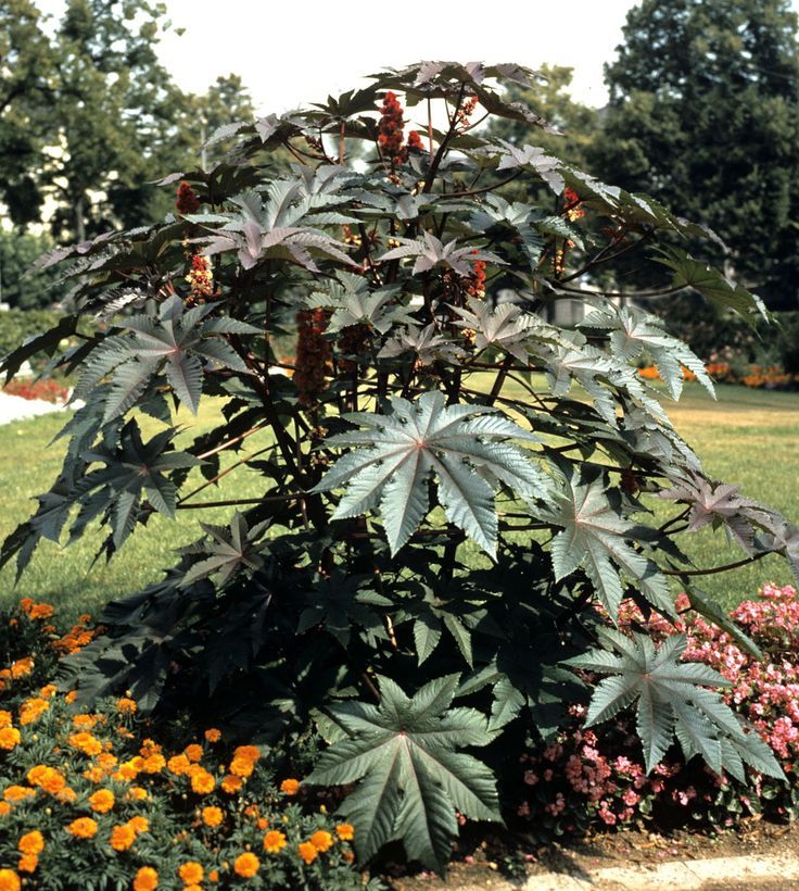 Castor Bean Plant