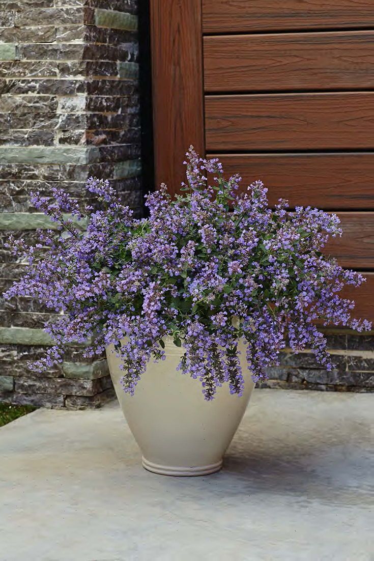 Catmint (Nepeta)