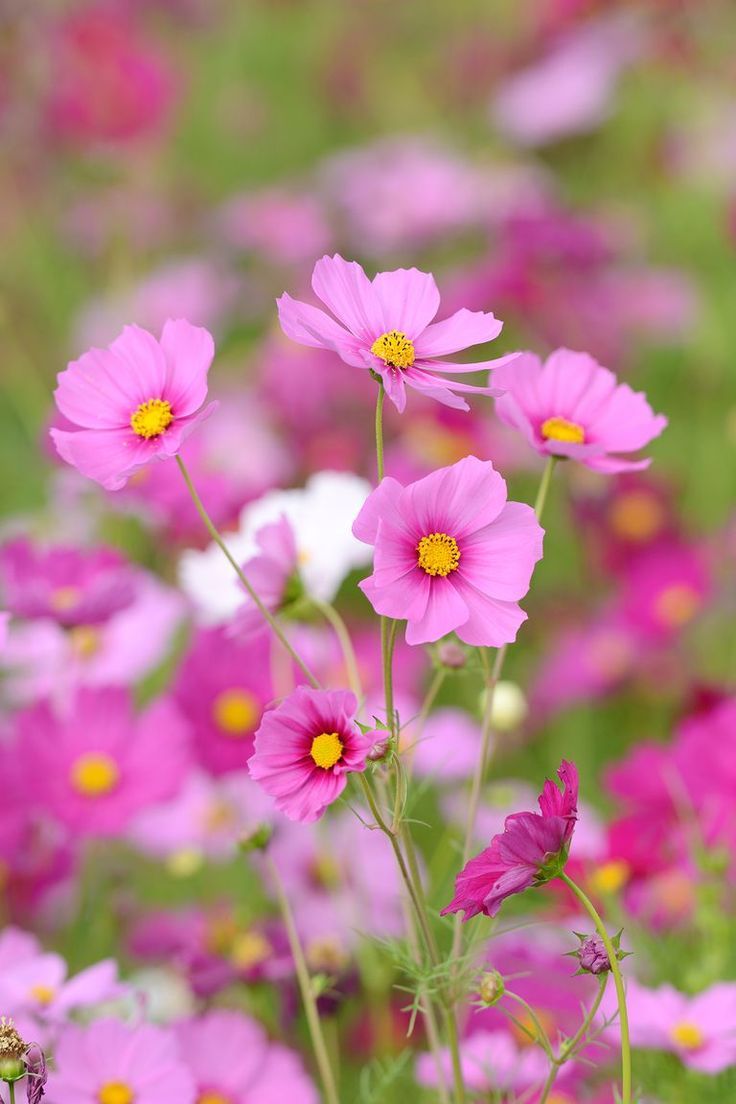 Charming Cosmos