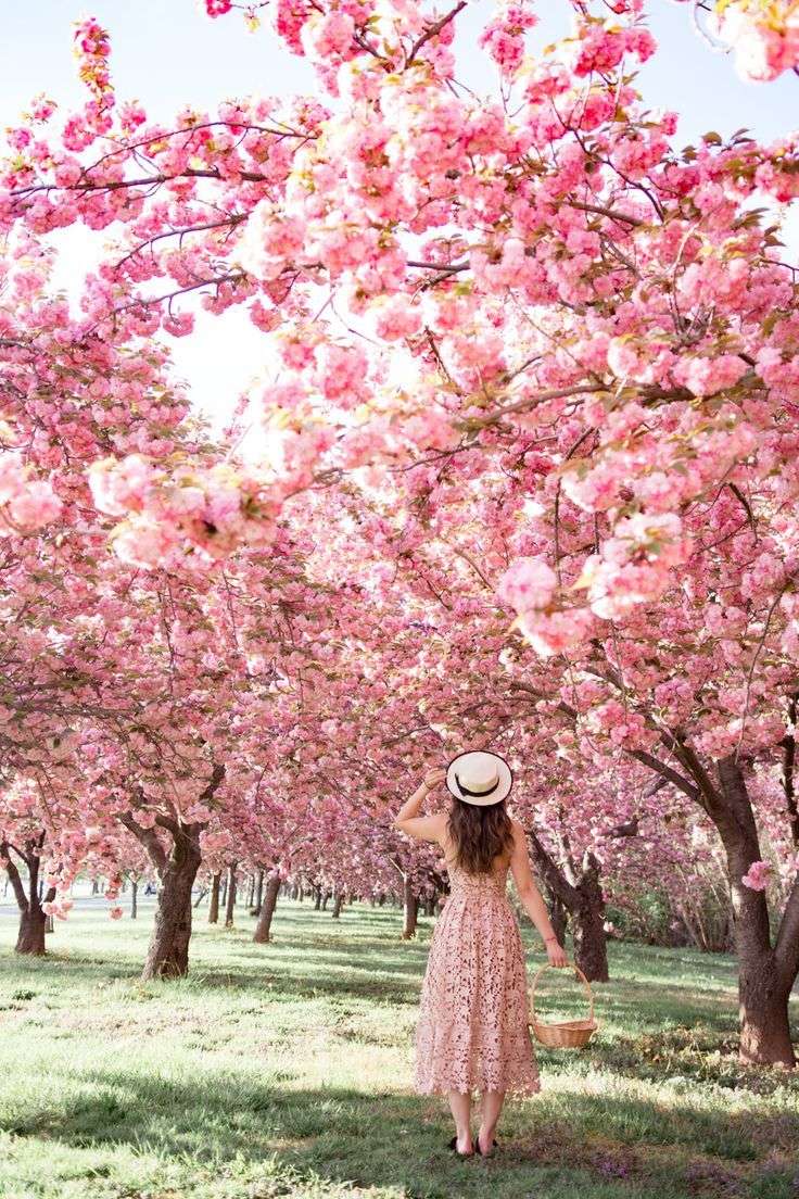 Cherry Blossom