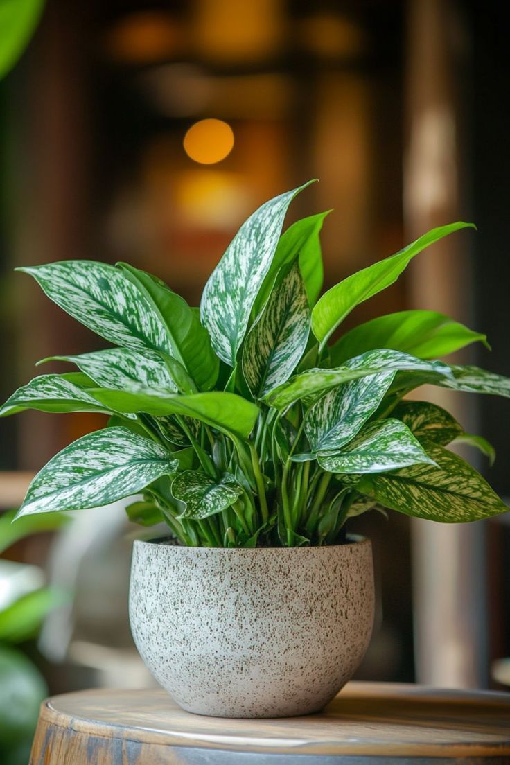 Chinese Evergreen