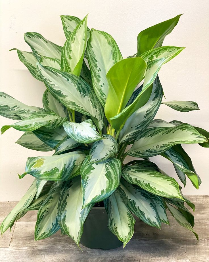 Chinese Evergreen