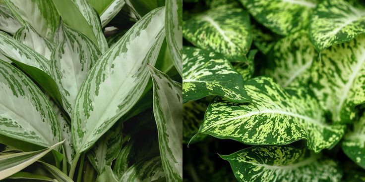 Chinese Evergreen