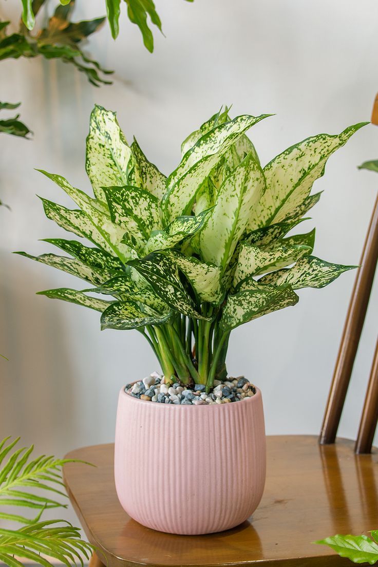 Chinese Evergreen (Aglaonema)