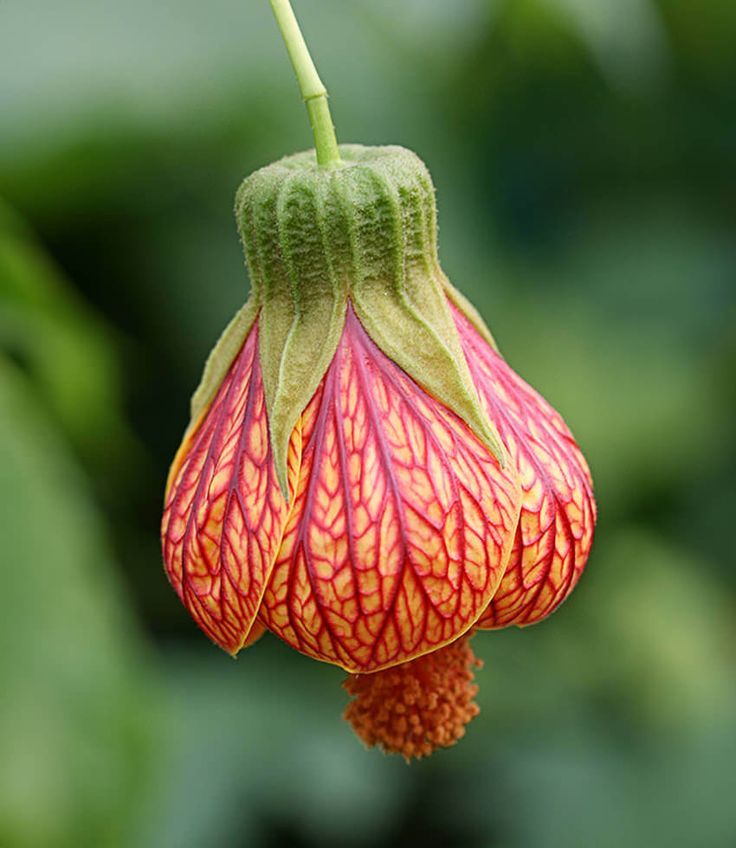 Chinese Lantern (Abutilon hybridum)