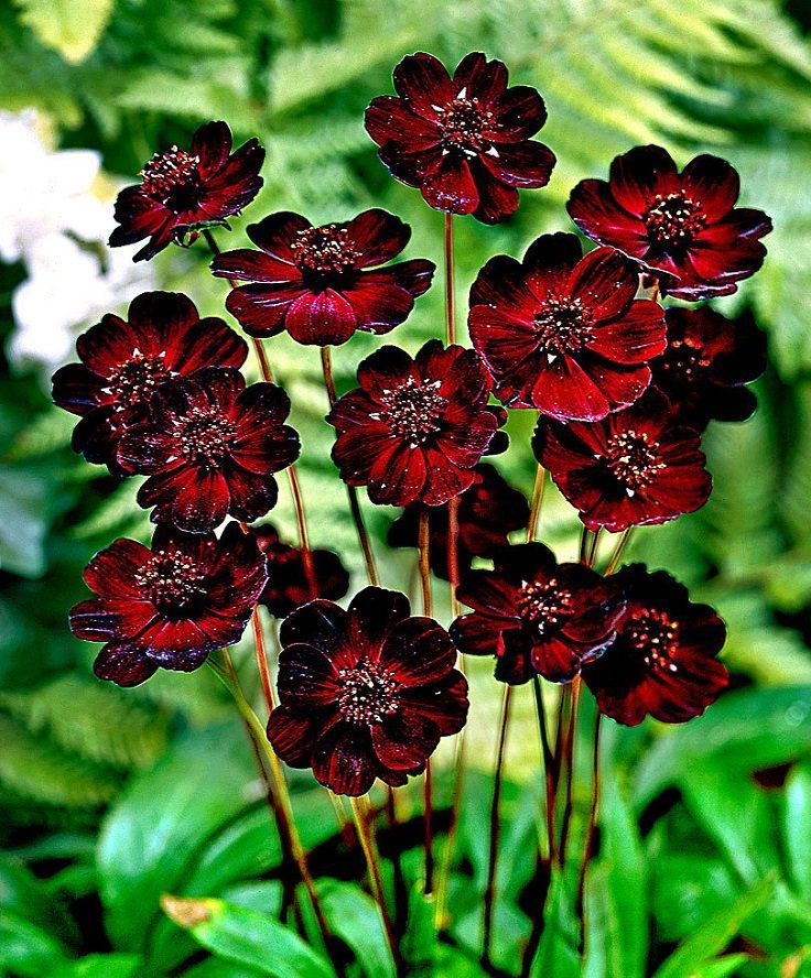 Chocolate Cosmos