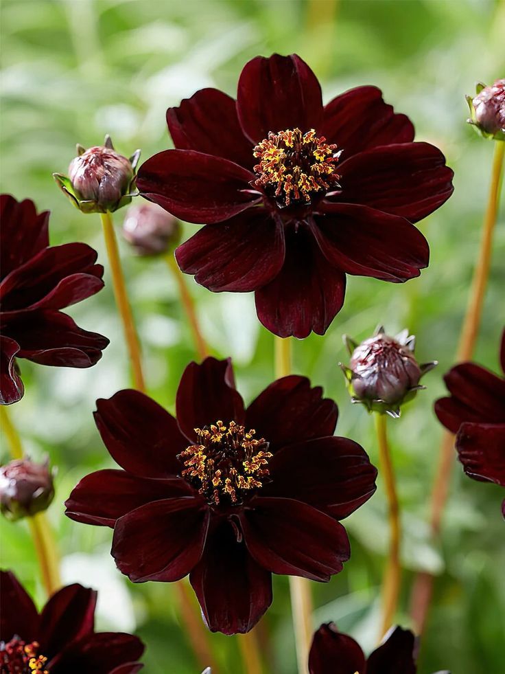 Chocolate Cosmos