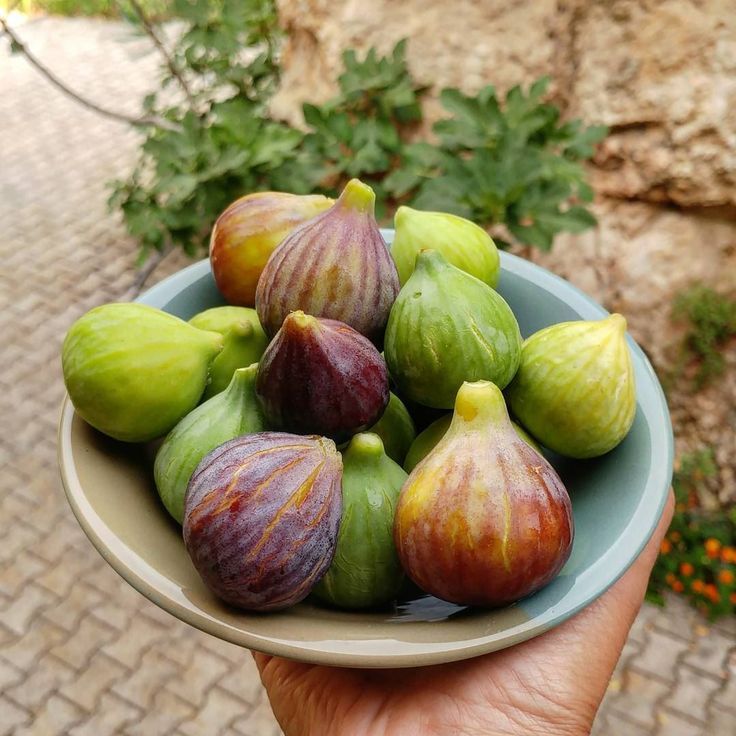 Choosing the Right Fig Variety