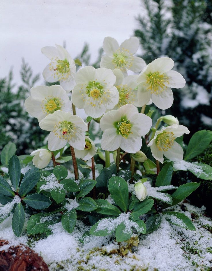 Christmas Rose (Helleborus niger)