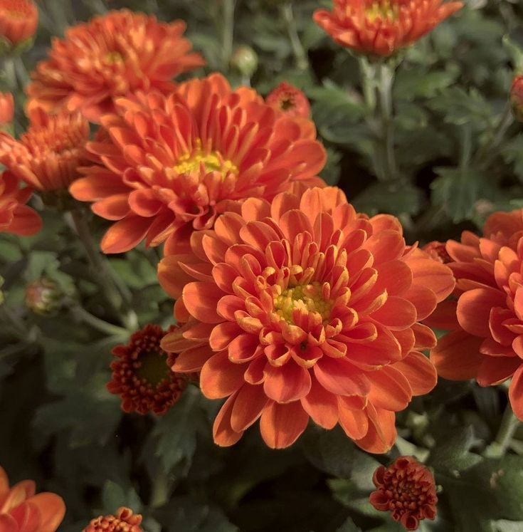 Chrysanthemum