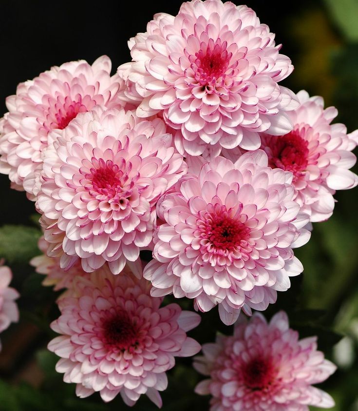 Chrysanthemum