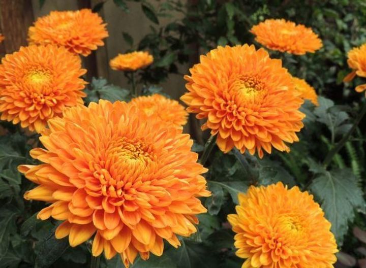 Chrysanthemums