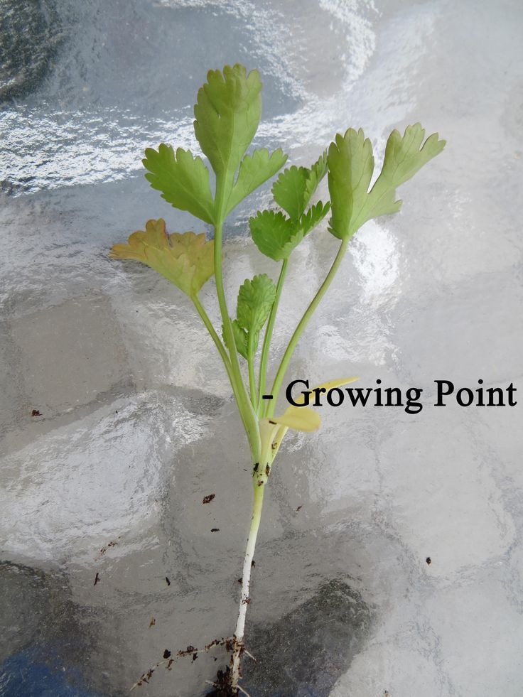 Cilantro Stem Revival