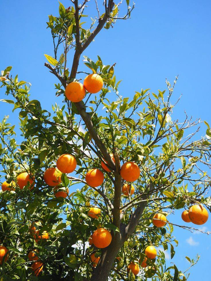 Citrus Oranges