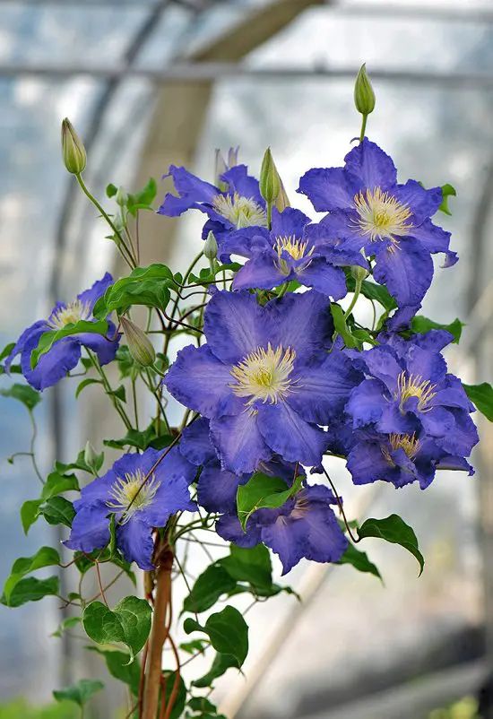 Clematis