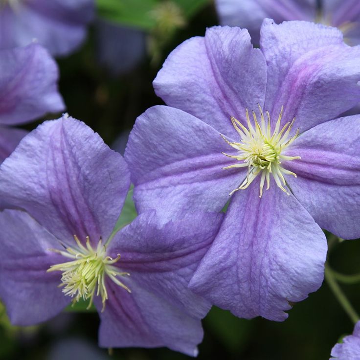 Clematis 'Perle d'Azur'