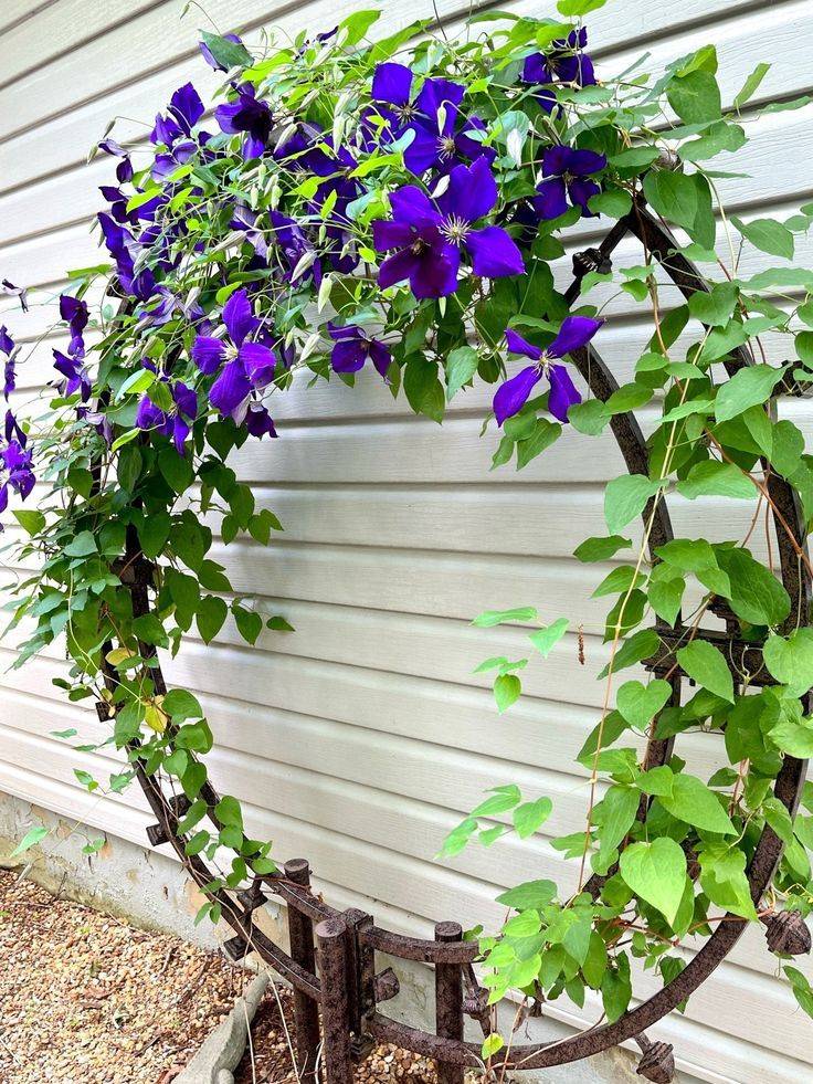 Clematis