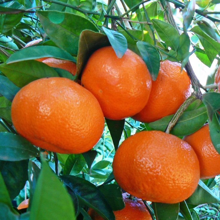 Clementines