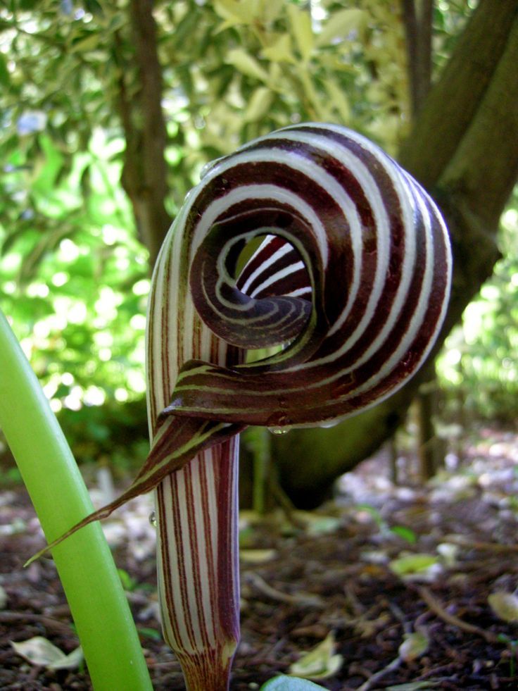 Cobra Lily