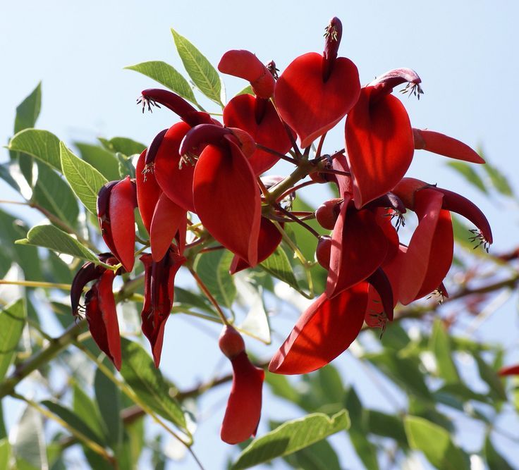 Cockspur Coral Tree