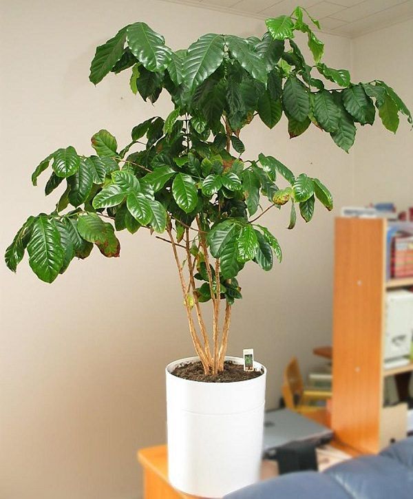 Coffee Plant