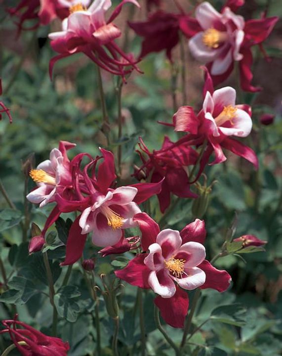 Columbine (Aquilegia)