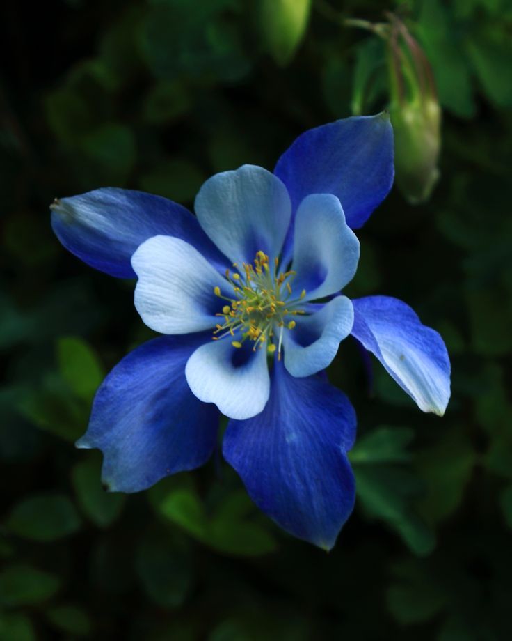 Columbine