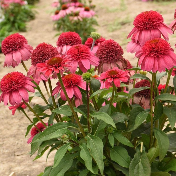 Coneflower