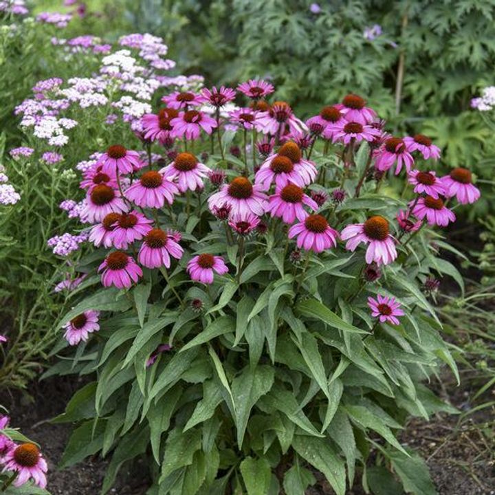 Coneflower (Echinacea)