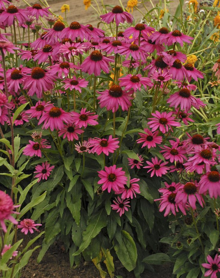 Coneflower (Echinacea)