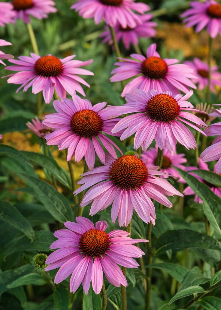 Coneflower (Echinacea)