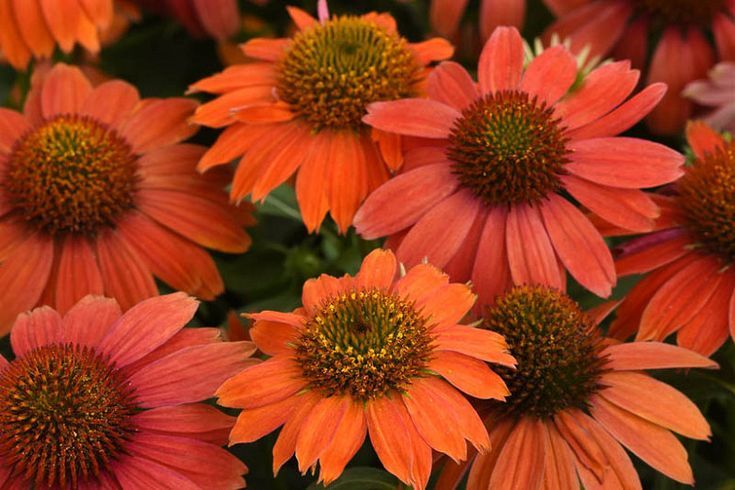 Coneflower