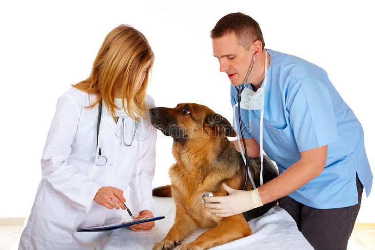 Consulting with Veterinarians