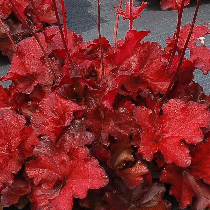 Coral Bells