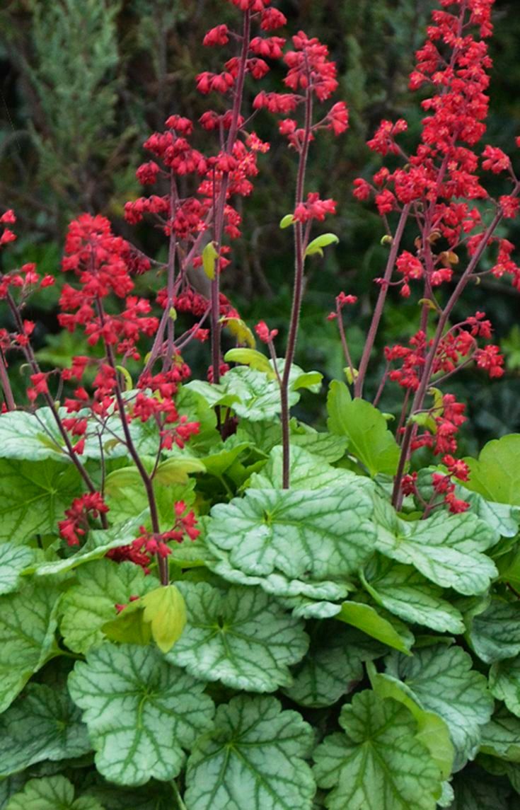 Coral Bells (Heuchera)