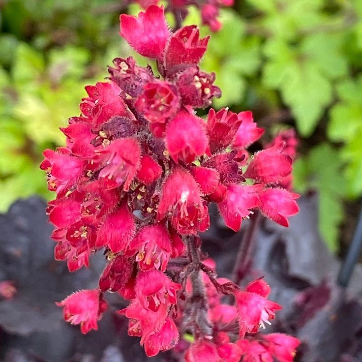 Coral Bells (Heuchera)