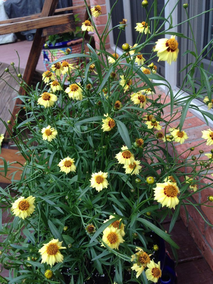 Coreopsis