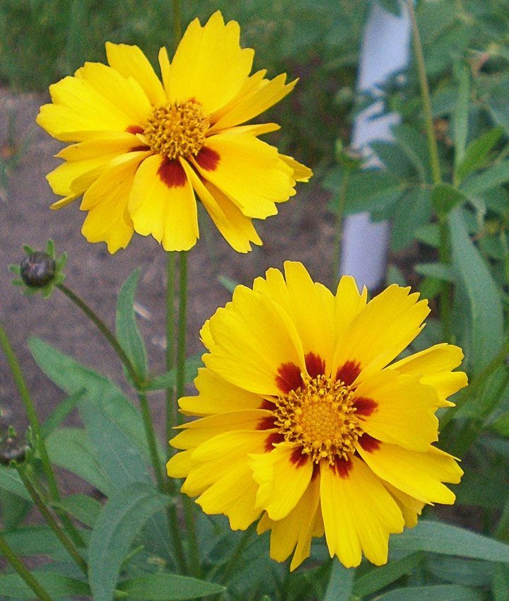 Coreopsis