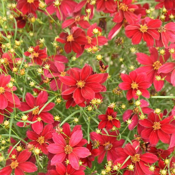 Coreopsis