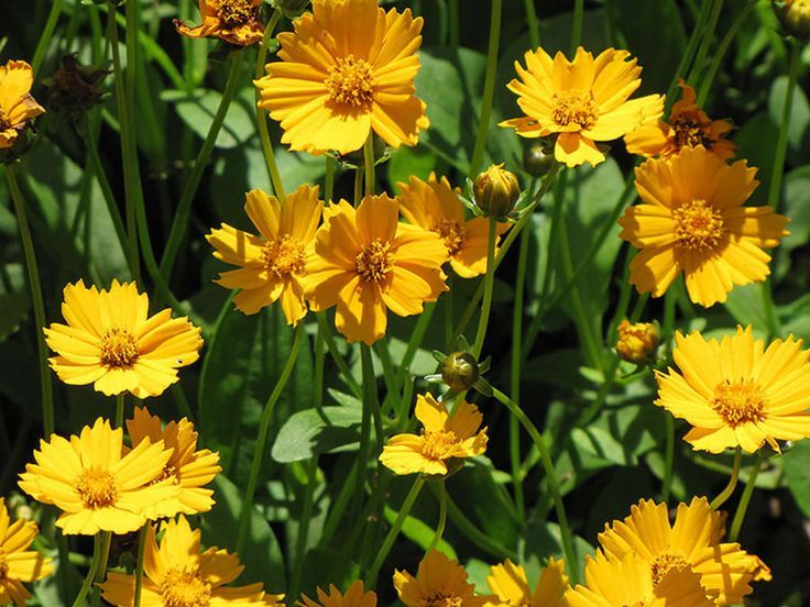 Coreopsis 'Nana'