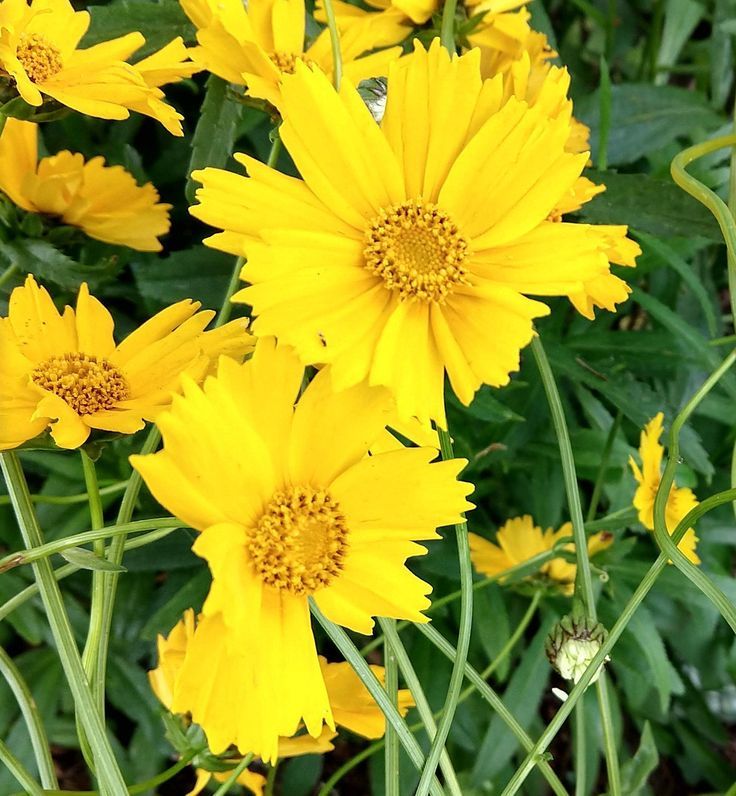 Coreopsis (Tickseed)