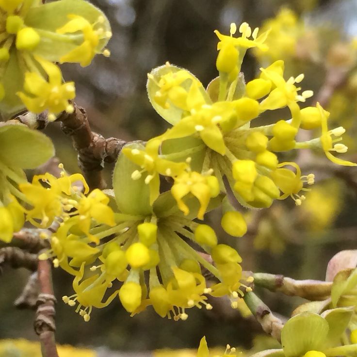 Cornus Mas (Cornelian Cherry)