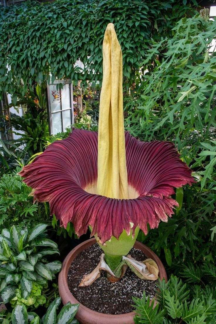 Corpse Flower