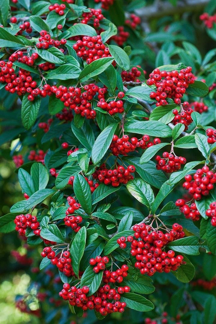 Cotoneaster