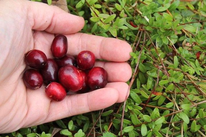 Cranberries