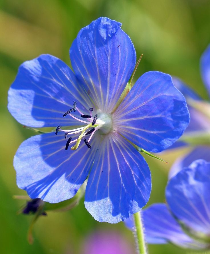 Cranesbill Geranium