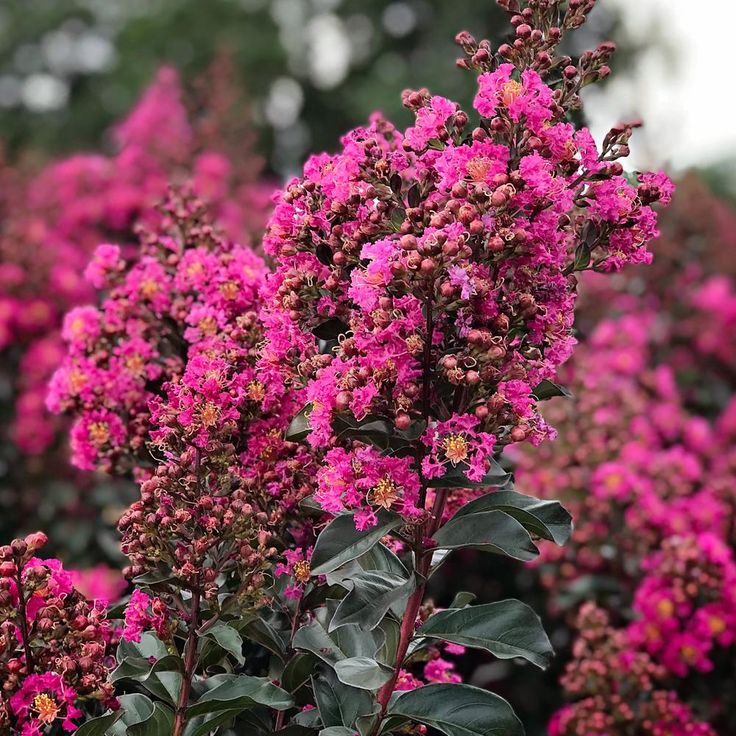 Crape Myrtle