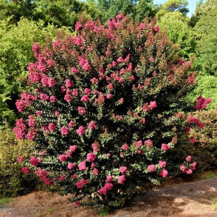 Crape Myrtle