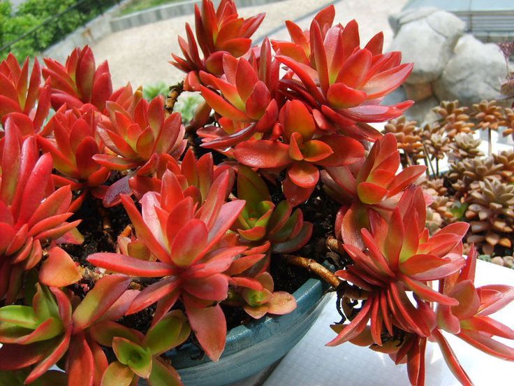 Crassula Capitella 'Campfire'